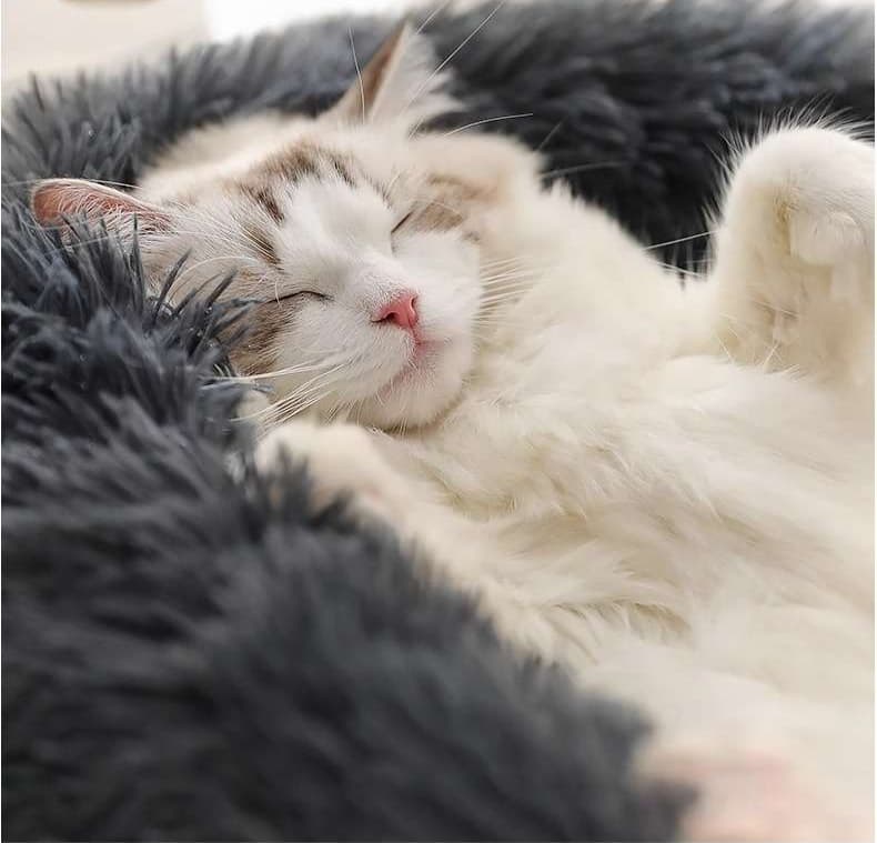 ペットマット 猫用もこもこ幸せベッド
