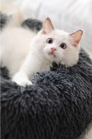 ペットマット 猫用もこもこ幸せベッド