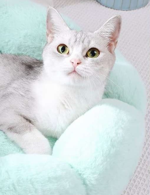ペットマット 猫用もこもこフラワーベッド