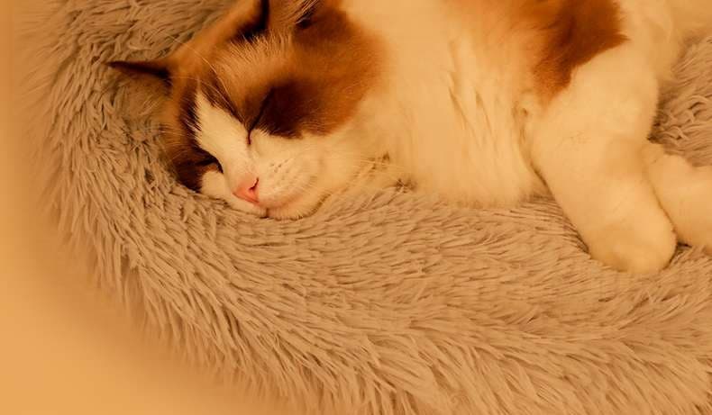 ペットマット 猫用 ふわもこ夢心地マット