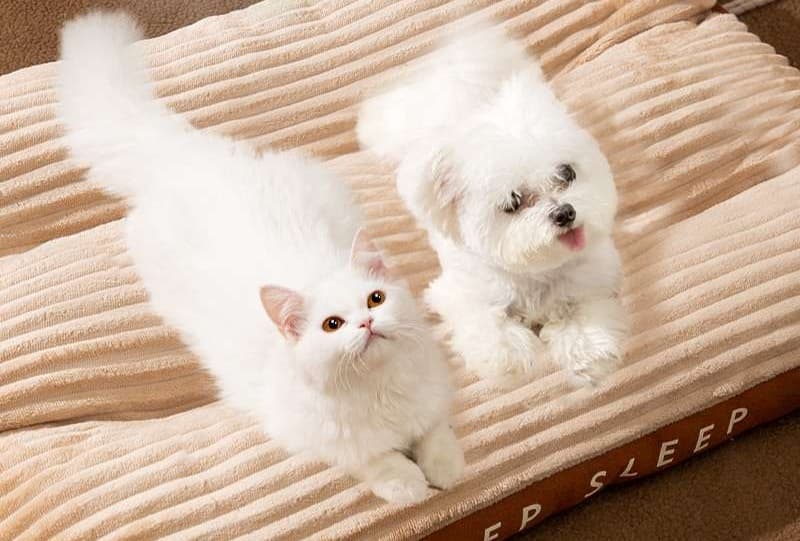 ペットマット 犬猫兼用ふかふか夢見るねこベッド
