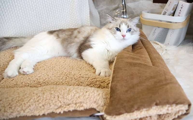 ペットマット 猫用 もこもこ包み込むねこ寝ぶくろ