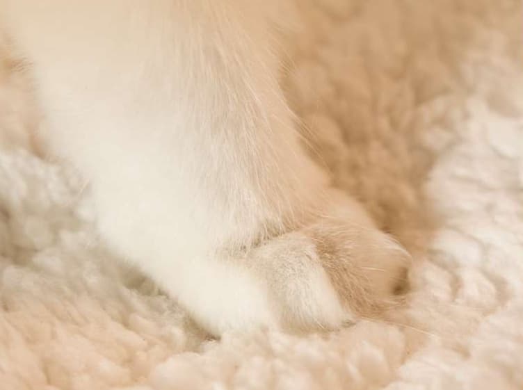 ペットマット 猫用 もぐりこみ包まれる布団型マット