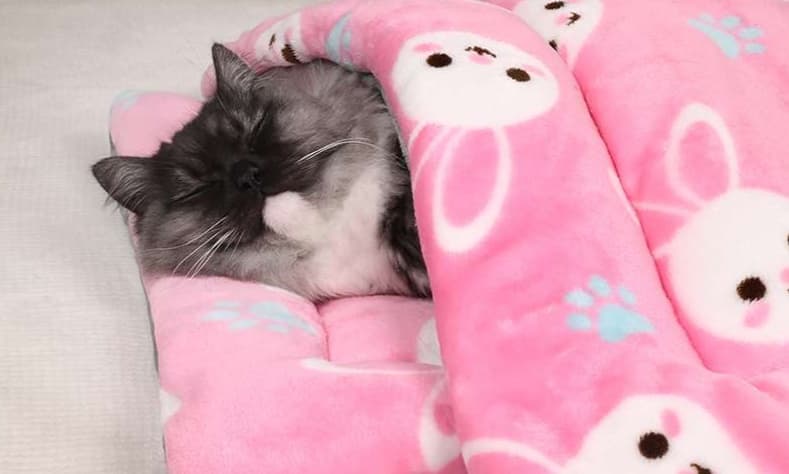 ペットマット 猫用 ふかふか三層構造 あったかマット