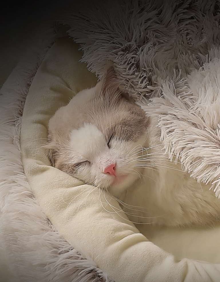 ペットマット 猫用 もこもこドーム型ベッド