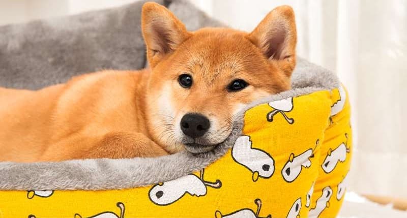 ペットマット 犬用 もふもふ夢ごこちマット