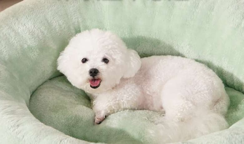 ペットマット 犬用 もふもふ包み込む 贅沢ベッド