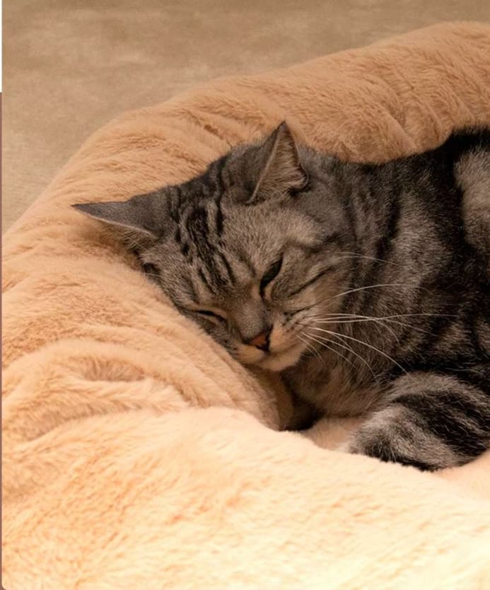 ペットマット 猫用 もふもふ安眠ドーナツベッド