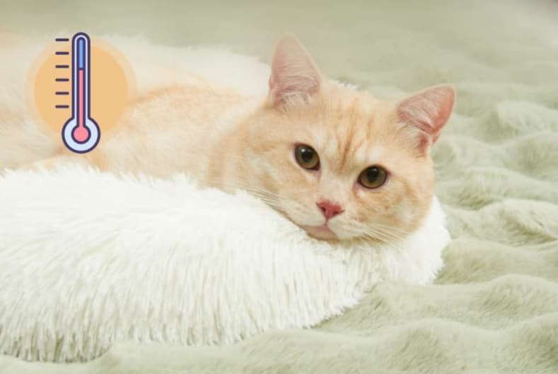 ペットマット 猫用 もふもふ睡眠マット