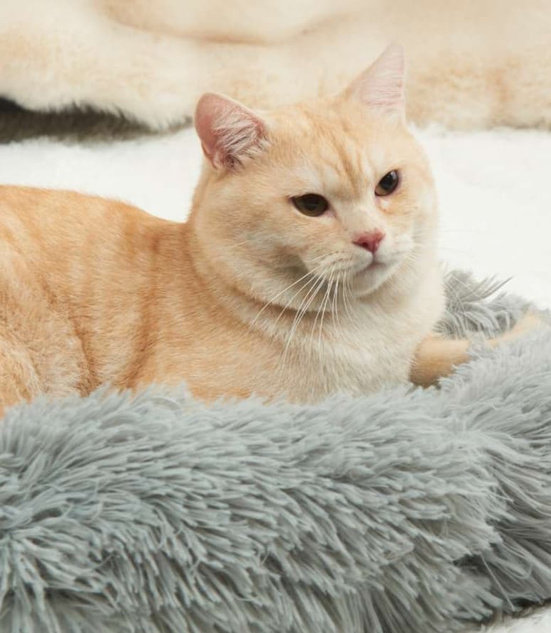 ペットマット 猫用 もふもふ睡眠マット
