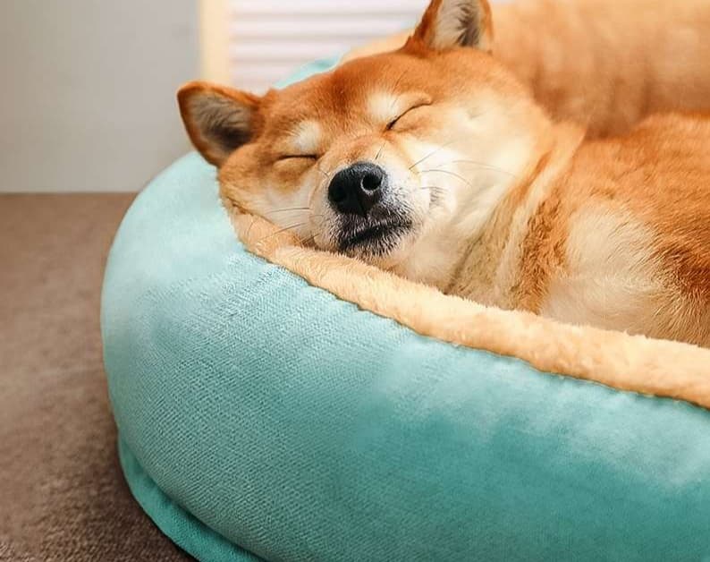 ペットマット 犬猫兼用 ふわもこペットクッション