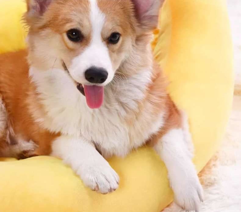 ペットマット 犬用 もちふわバナナベッド