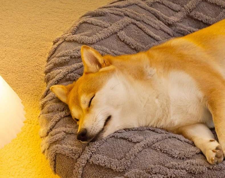 ペットマット 犬用 ふんわりキルト模様のペット寝具