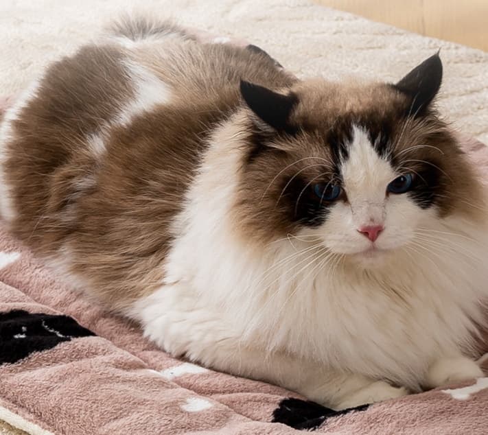 ペットマット 猫用 もこもこ癒しのマット