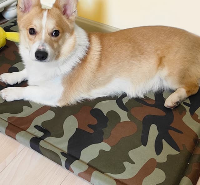 ペットマット 犬猫兼用 ふかふか快適マット