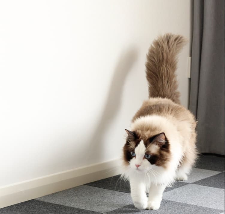 ペットマット 猫用 ふかふか快適ラグマット