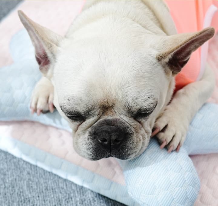 ペットマット 犬用 ひんやり快眠マット