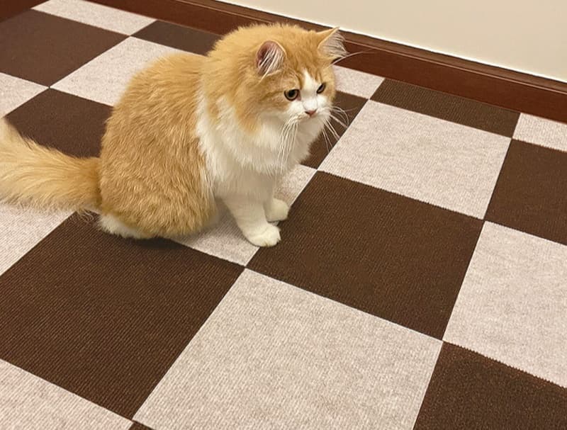 ペットマット 犬猫兼用 防水・消臭マット 四季活躍
