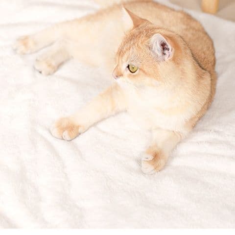ペットマット 猫用 星空おやすみラグマット