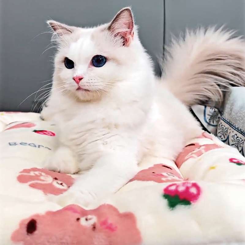 ペットマット 猫用 ふわもこ癒やし冬用マット