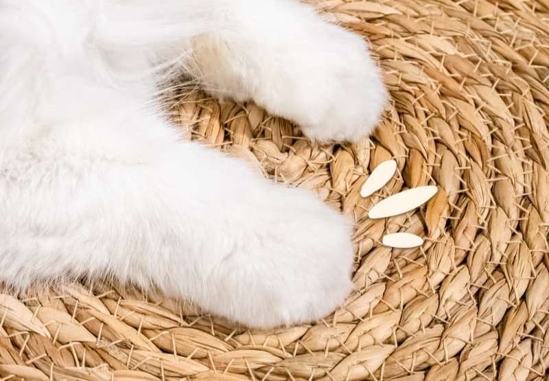 ペットマット 猫用 天然蒲草の癒しマット