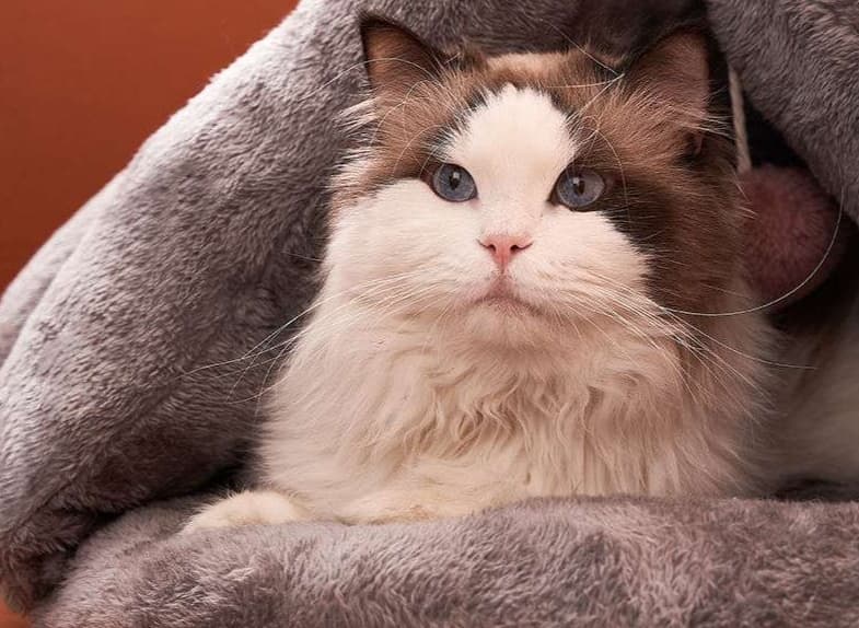 ペットマット 猫用 もこもこドーム型ぬくぬくマット