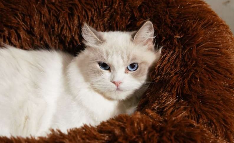 ペットマット 猫用 もふもふ贅沢ドーナツベッド