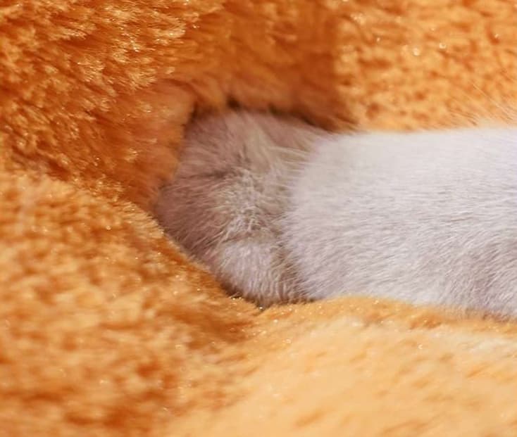 ペットマット 猫用 ふかふか夢ごこちマット