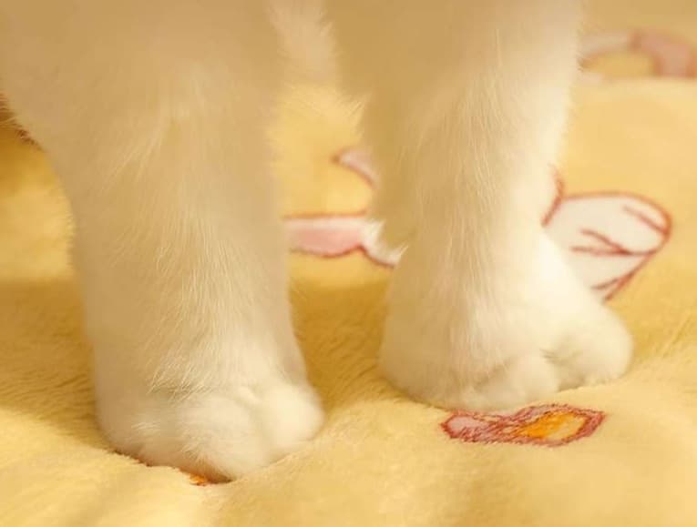 ペットマット 猫用 ふかふか安眠マット