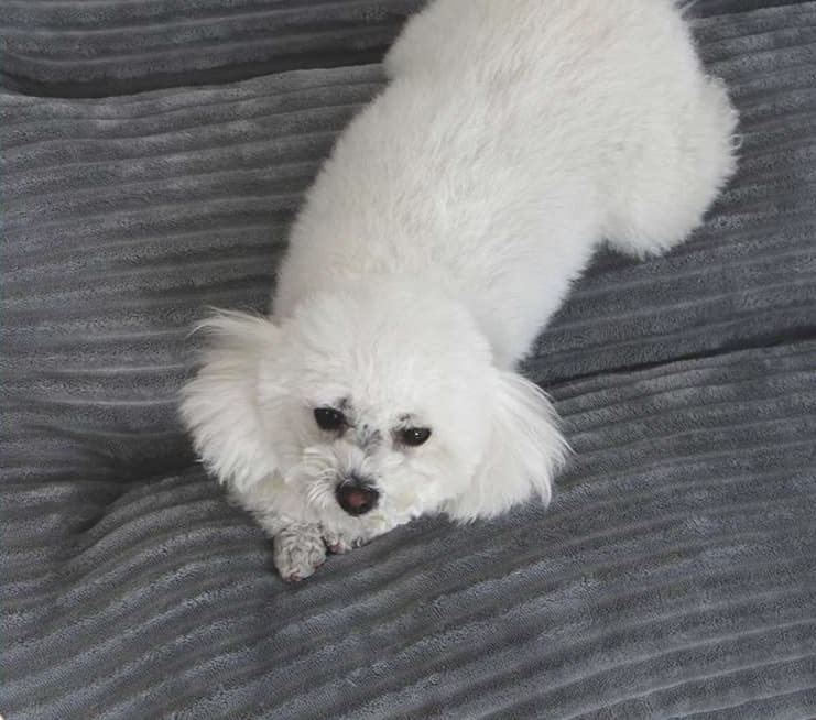 ペットマット 犬猫兼用 ふわもこ夢ごこちマット
