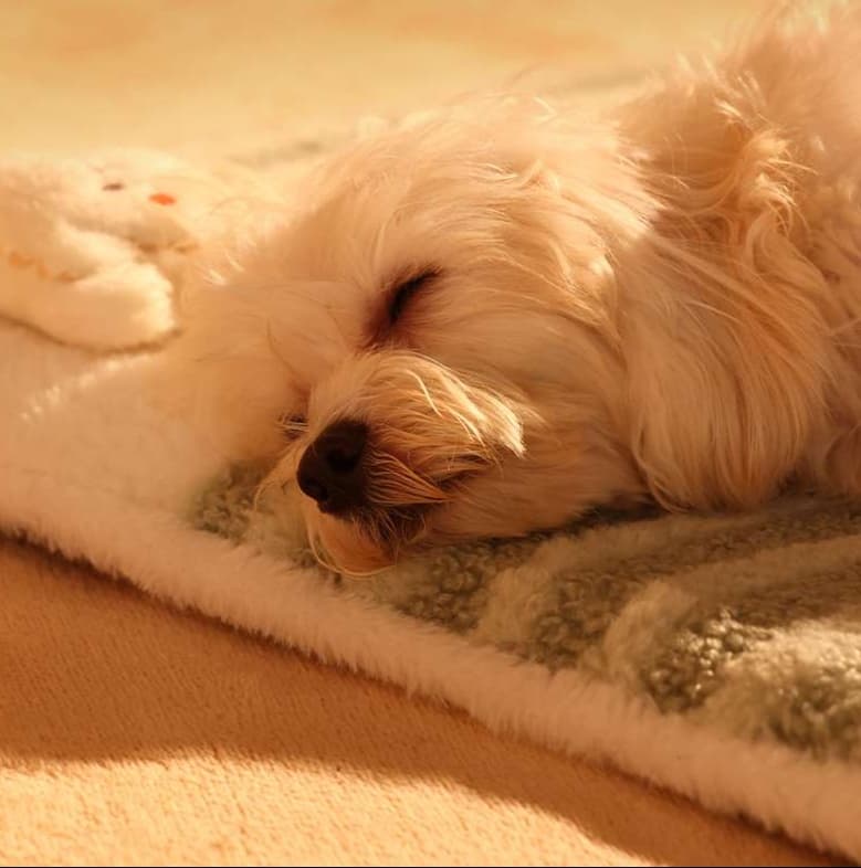 ペットマット 犬用 ひんやり快適マット
