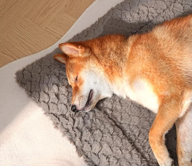 ペットマット 犬用 もこもこ魚鱗マット