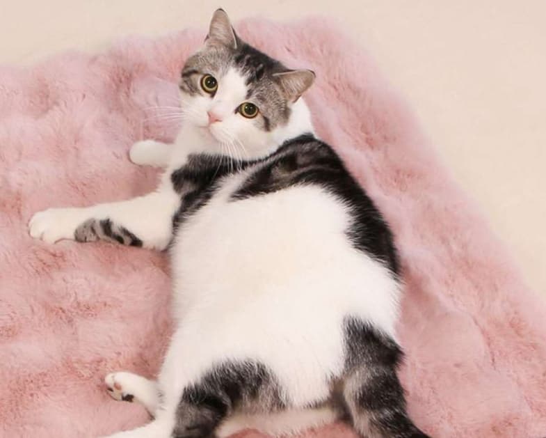 ペットマット 猫用 もふもふ贅沢マット