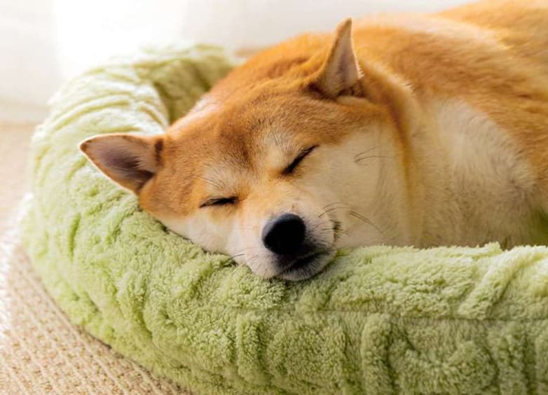 ペットマット 犬用 もこもこ贅沢サポートマット