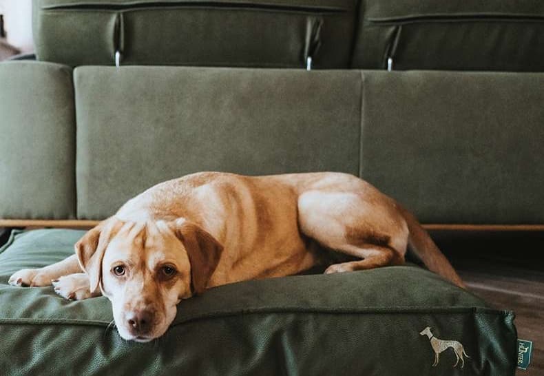 ペットマット 犬用 匠の技 ふかふか整圧マット