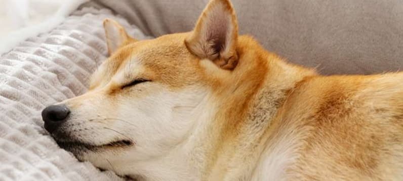 ペットマット 犬用 ふんわりラグジュアリー睡眠マット