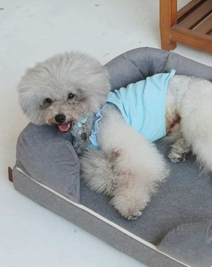 ペットマット 犬用 もふもふぬくぬく洗えるペットソファー