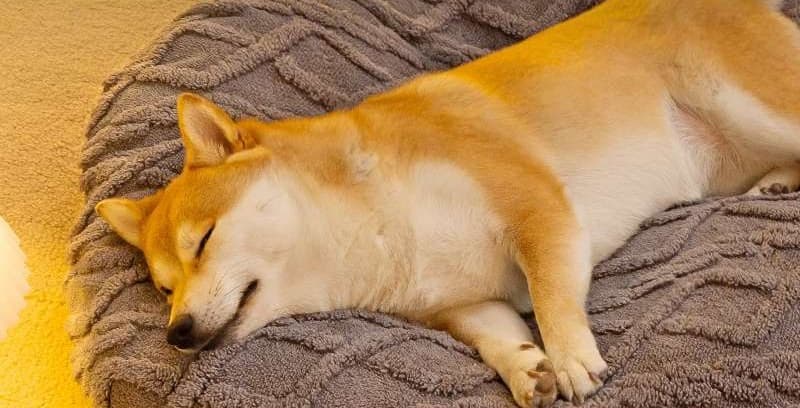 ペットマット 犬用 ふんわりキルト模様のペット寝具