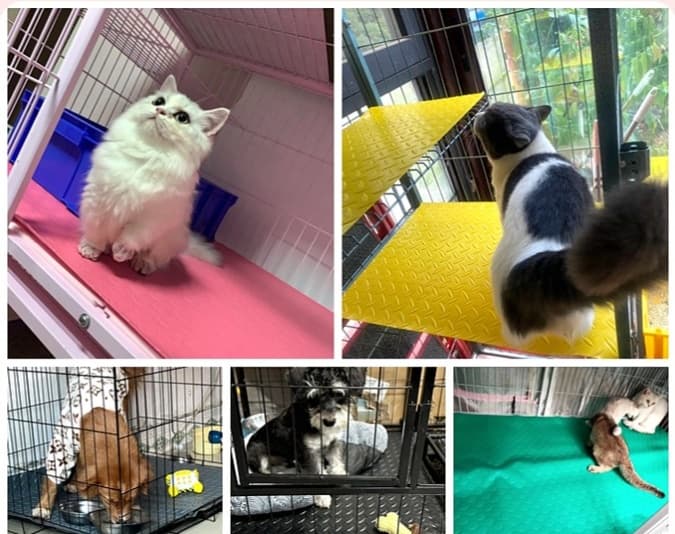 ペットマット 猫用 ふかふかマット