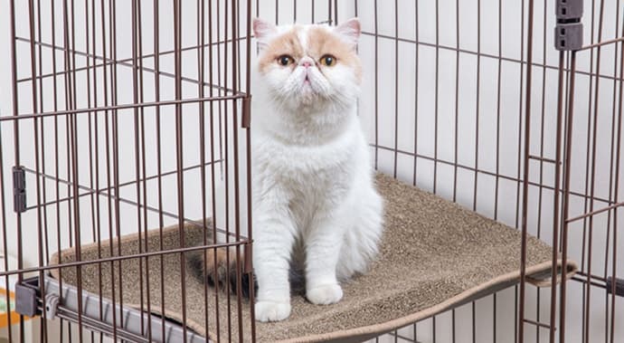 ペットマット 猫用 麻混紡ラグマット 癒やしのやすらぎ