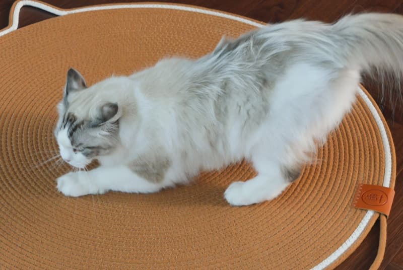 ペットマット 猫用 ぽかぽか円形猫耳ラグマット
