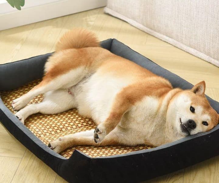 ペットマット 犬用 ワンちゃんの贅沢お昼寝マット