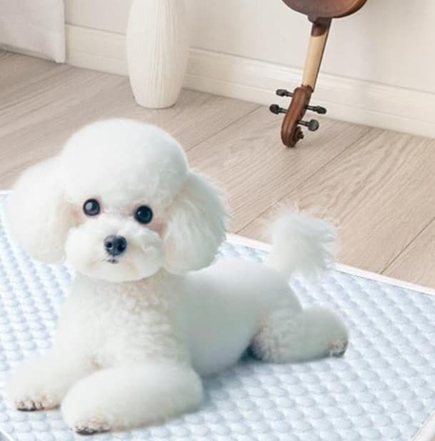 ペットマット 犬用 ひんやり快適マット