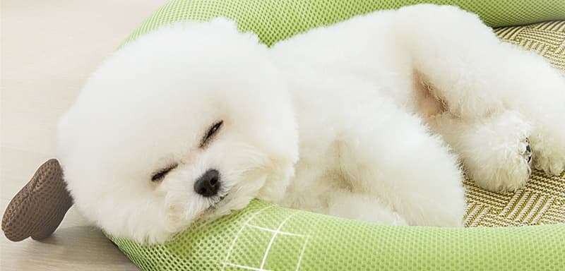 ペットマット 犬用 涼やか果実クッション