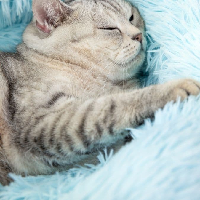 ペットマット 猫用 ふわもこ抱擁ベッド