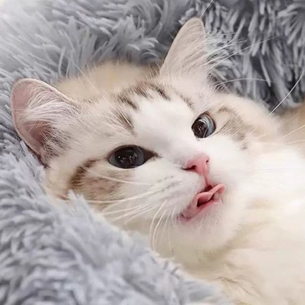 ペットマット 猫用 もふもふ冬眠ドーナツベッド