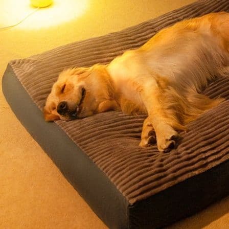 ペットマット 犬用 ふわもこ夢心地ベッド