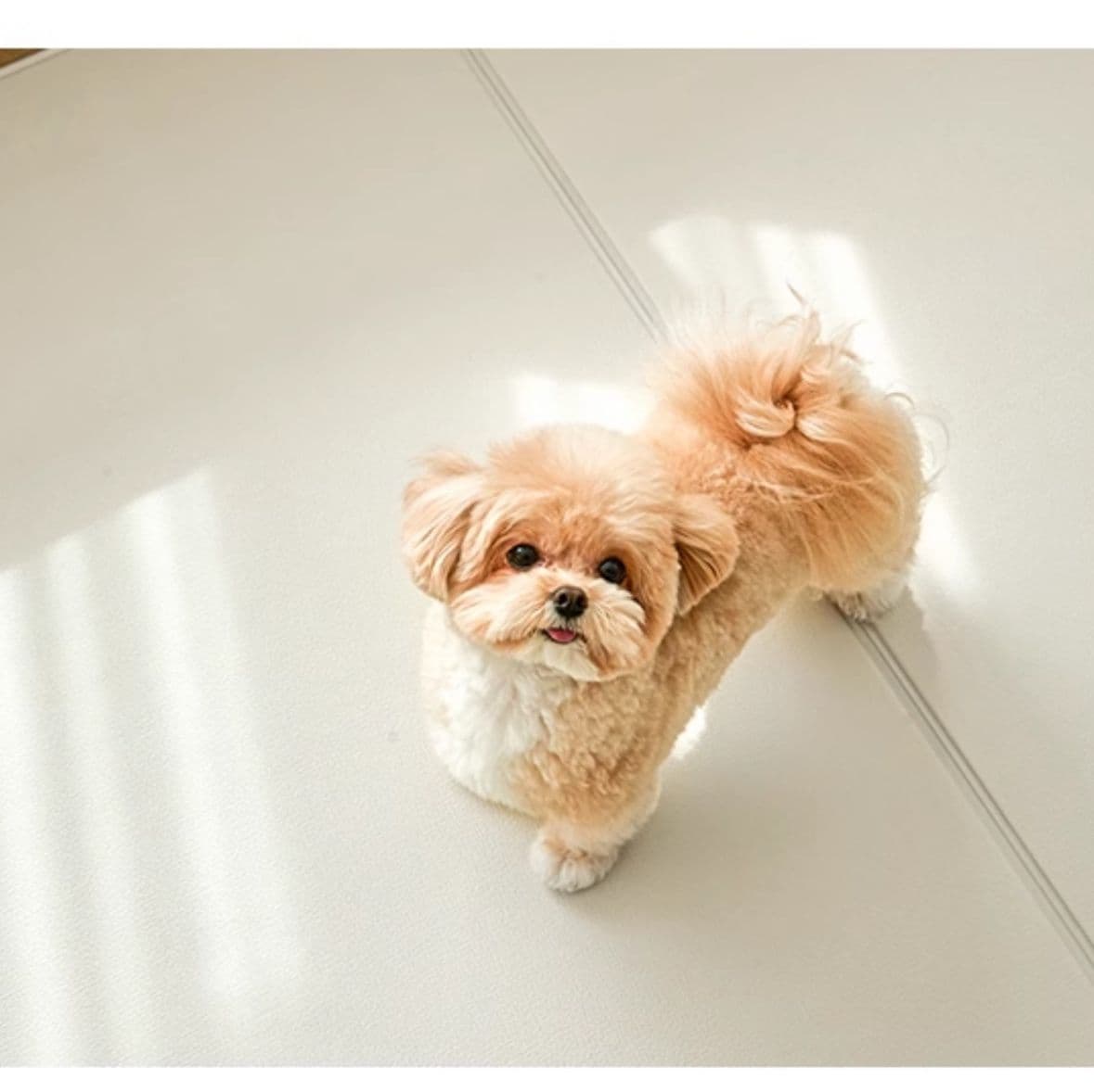 ペットマット 犬用 静音防音敷物マット