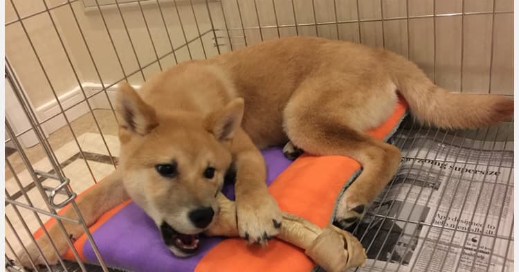ペットマット 犬用 もこもこ贅沢マット