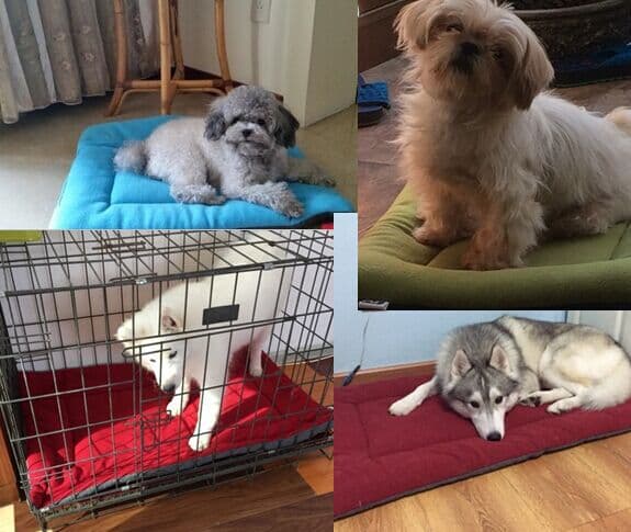ペットマット 犬用 ふんわりクッションごろ寝マット